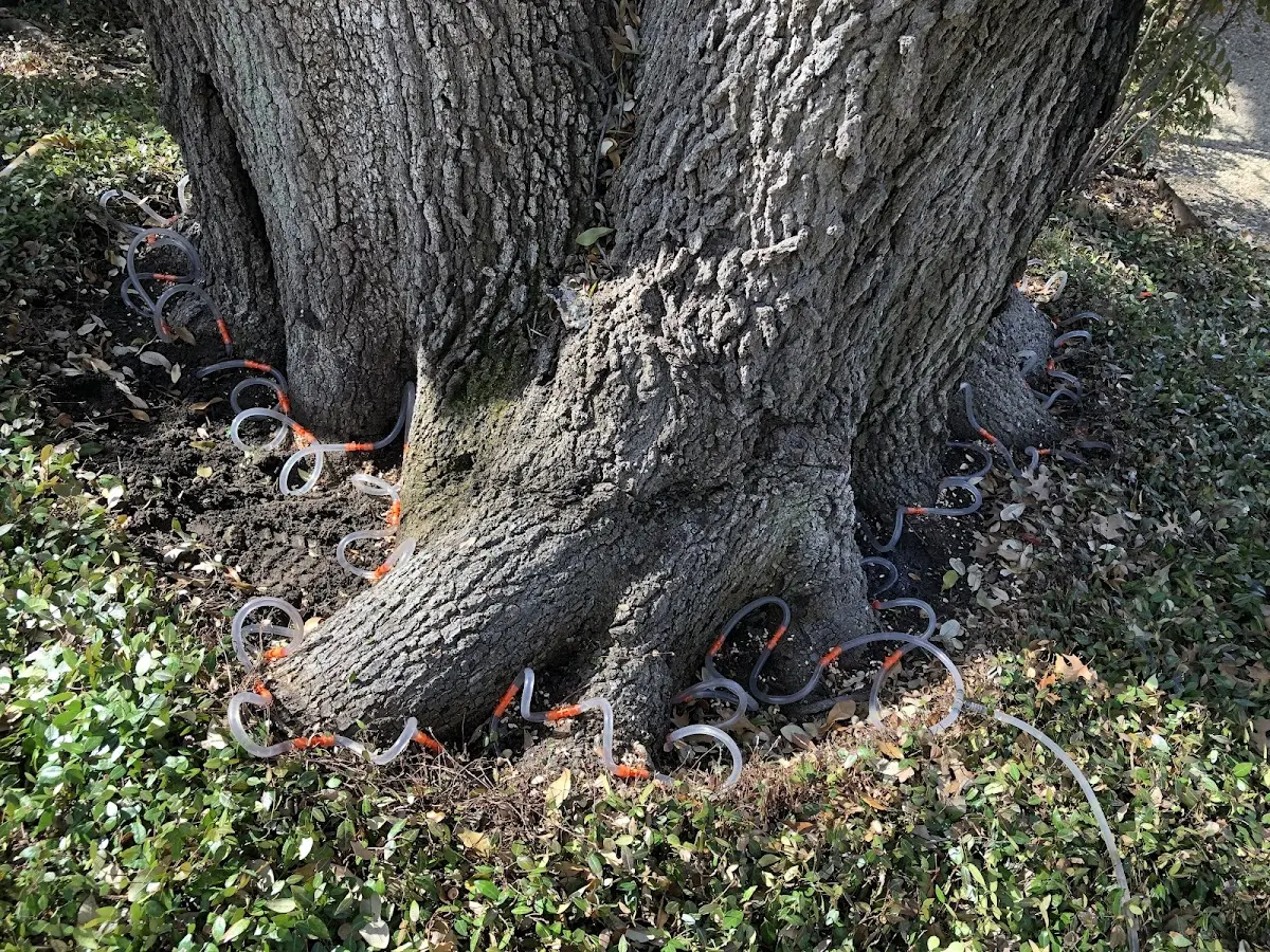 Detailed Tree Cabling and Bracing job site in New Germantown