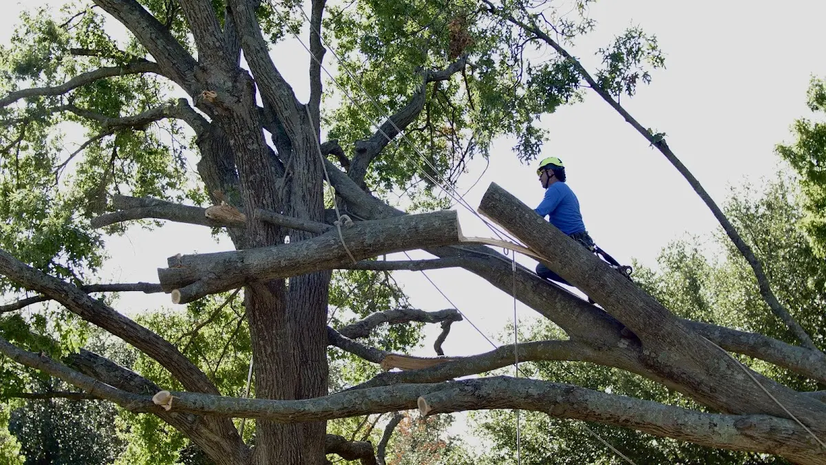 Professional Hazardous Tree Removal performed by certified arborists in New Germantown