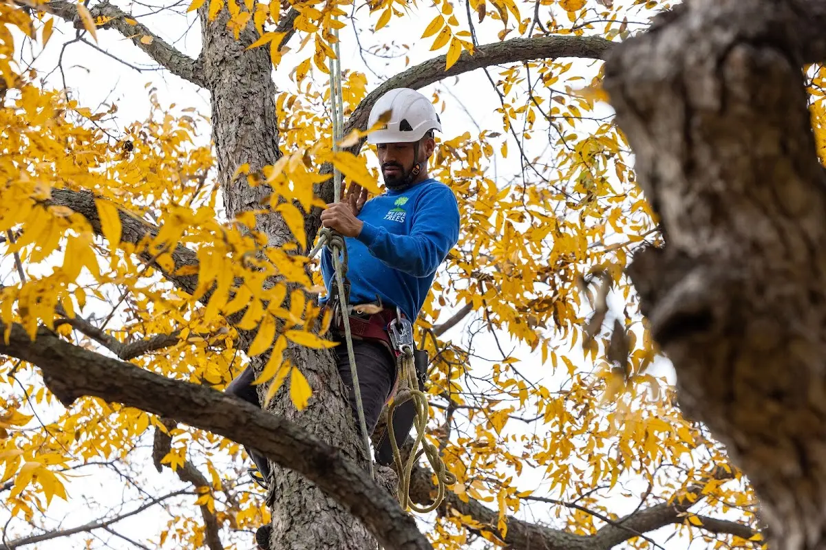 Skilled Tree Pruning crew working in New Germantown